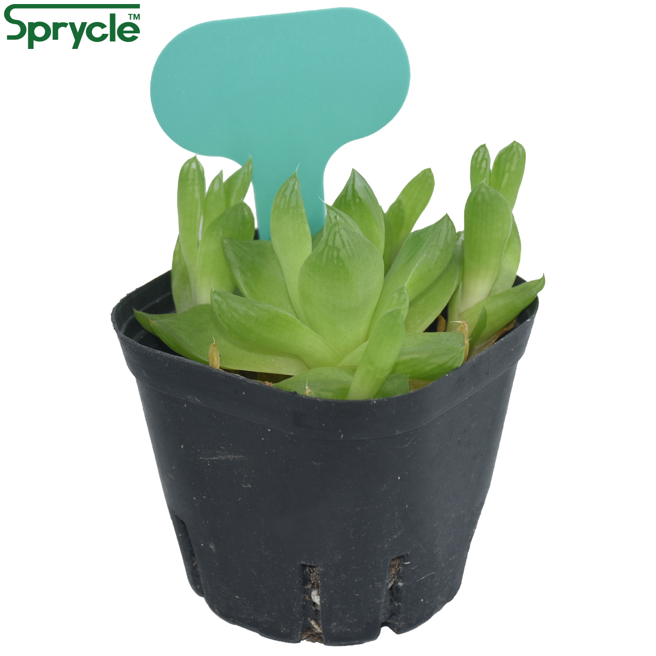 SPRYCLE 50PCS 50*70MM สีสันเคร - Garden Label Marker บทวิจารณ์และราคา